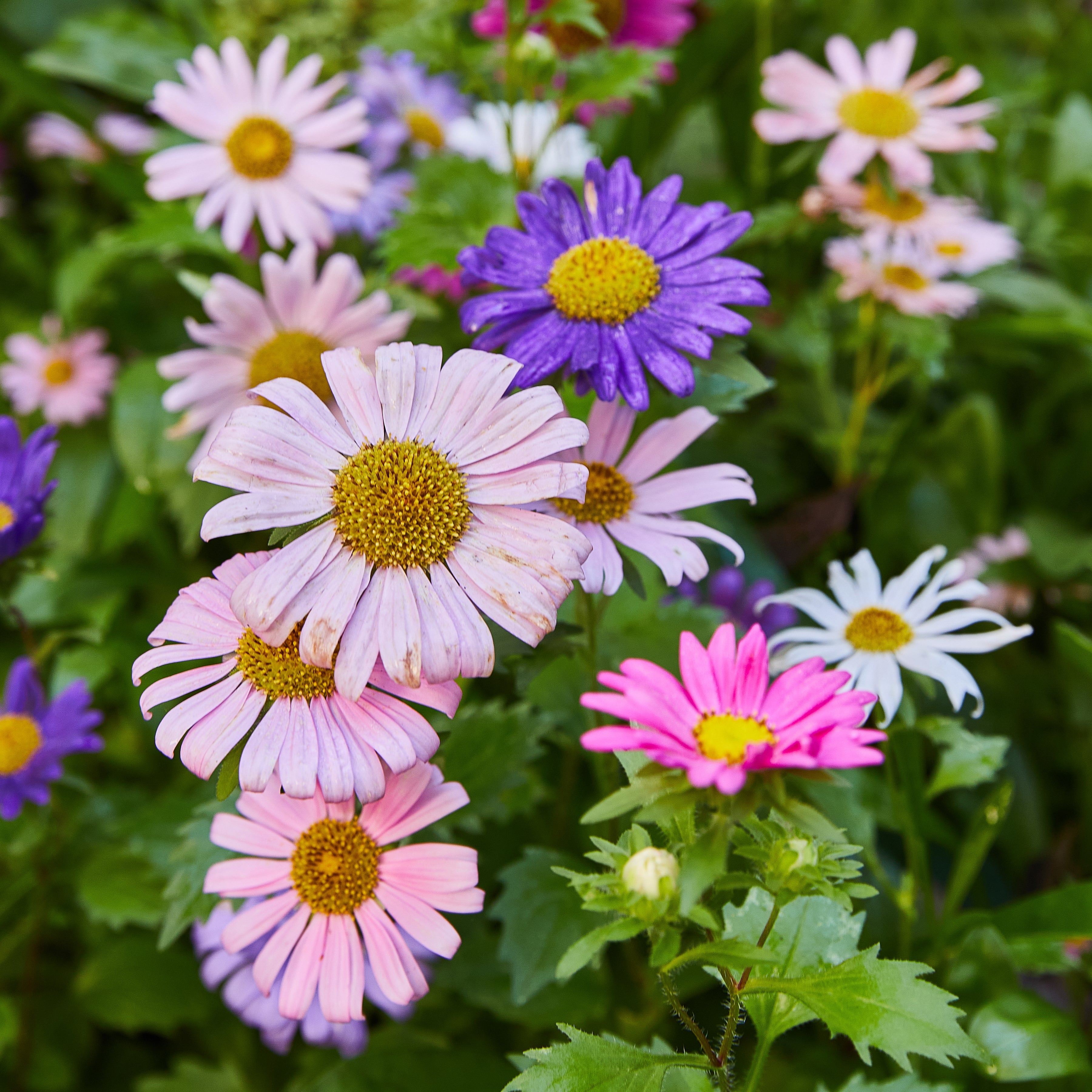 Seed Pops - Flowers
