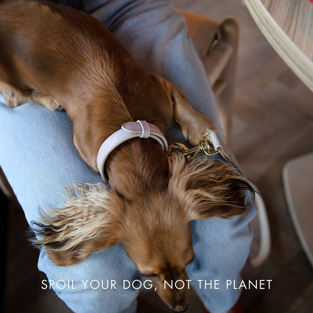 Stylish Dog Collars