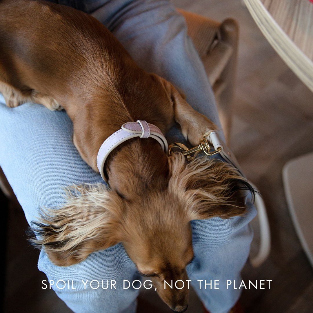 Stylish Dog Collars