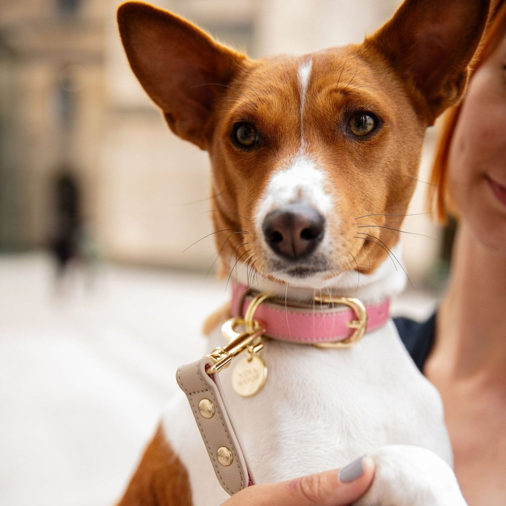 Stylish Dog Collars