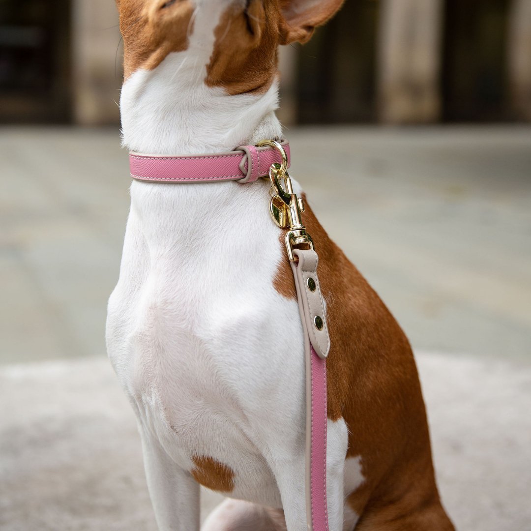 Stylish Dog Collars