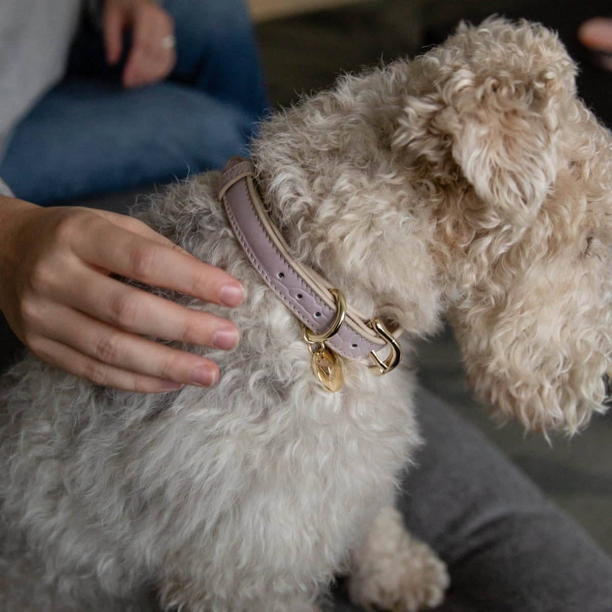 Stylish Dog Collars