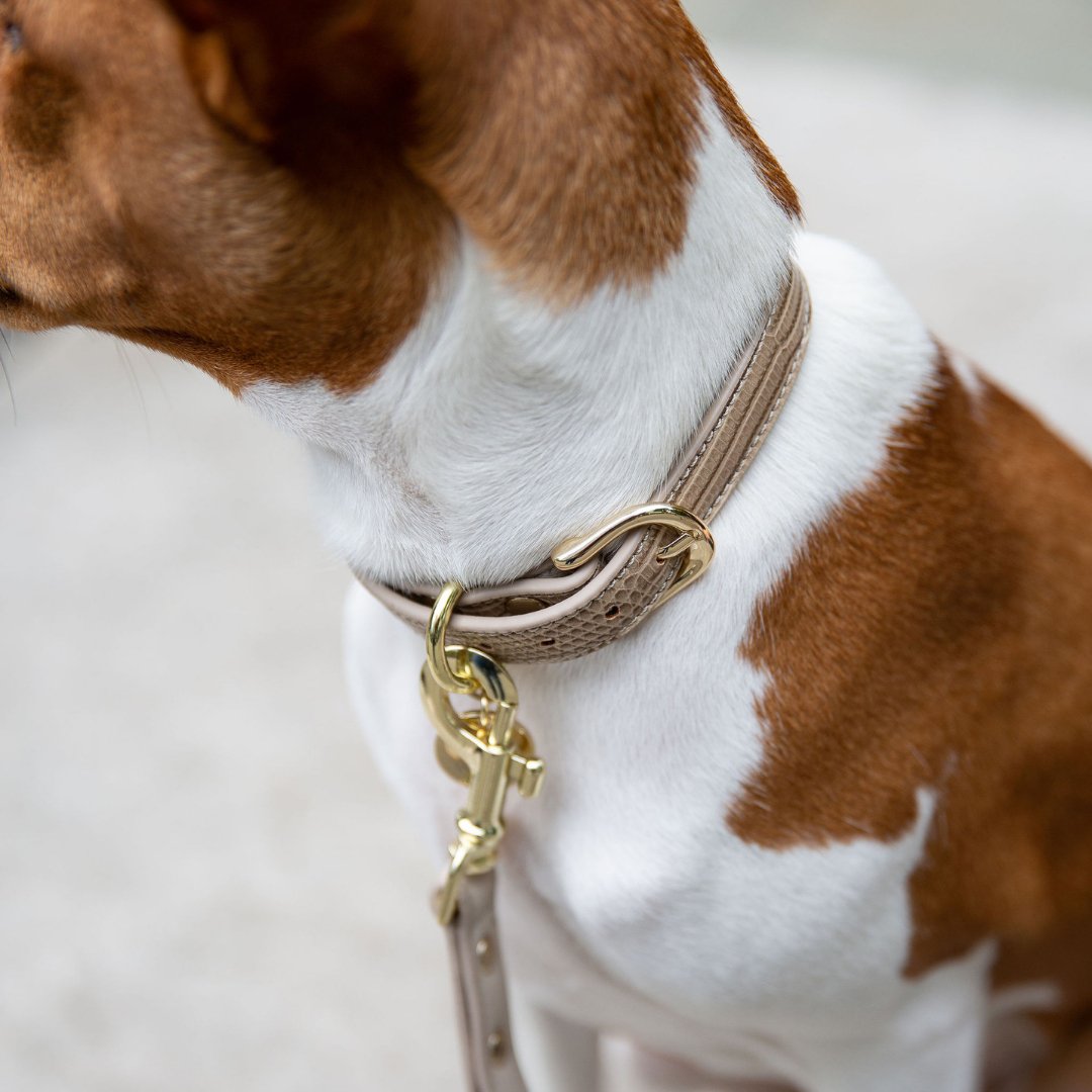 Stylish Dog Collars