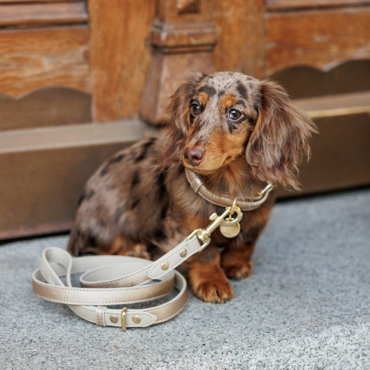 Stylish Dog Collars
