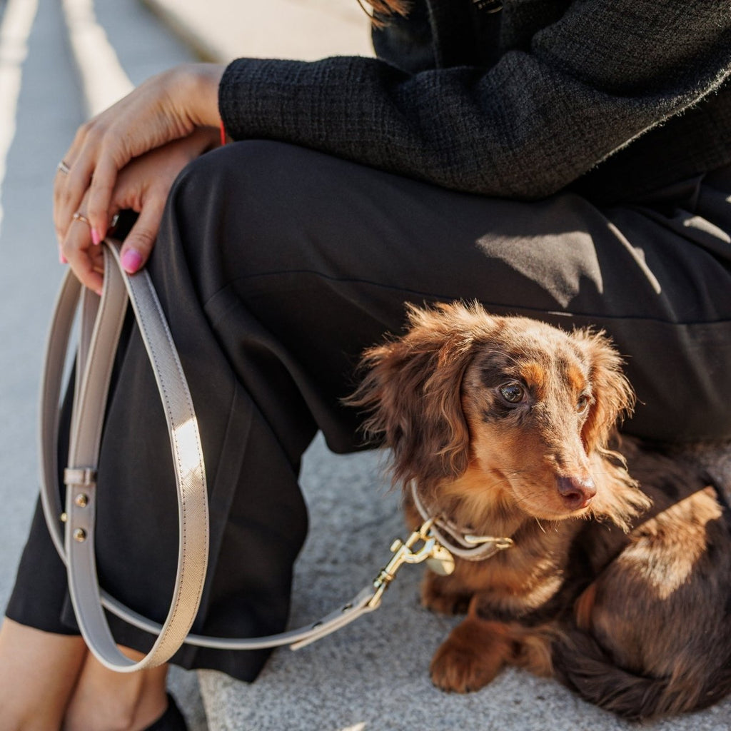 Stylish Dog Collars