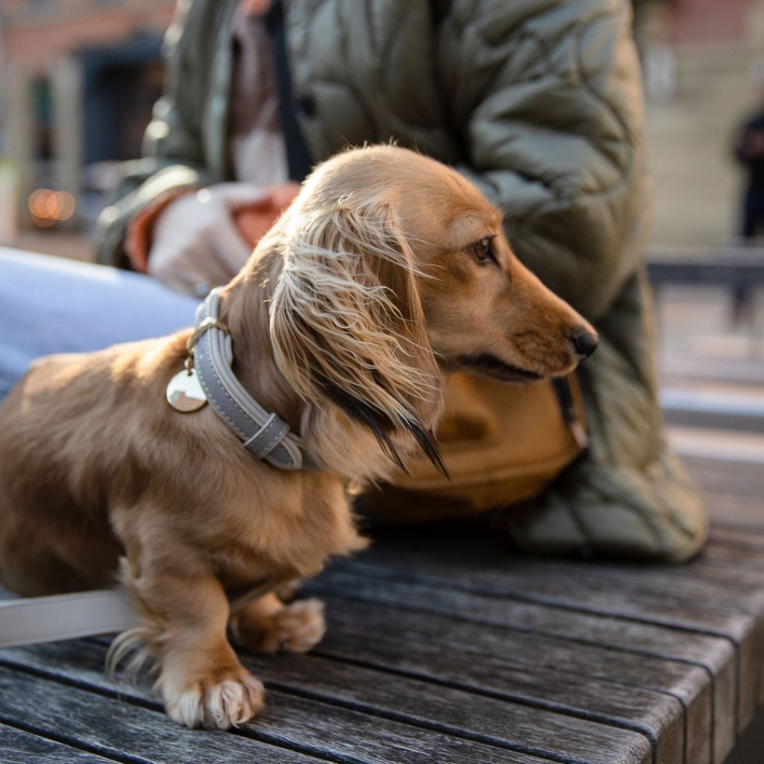 Stylish Dog Collars