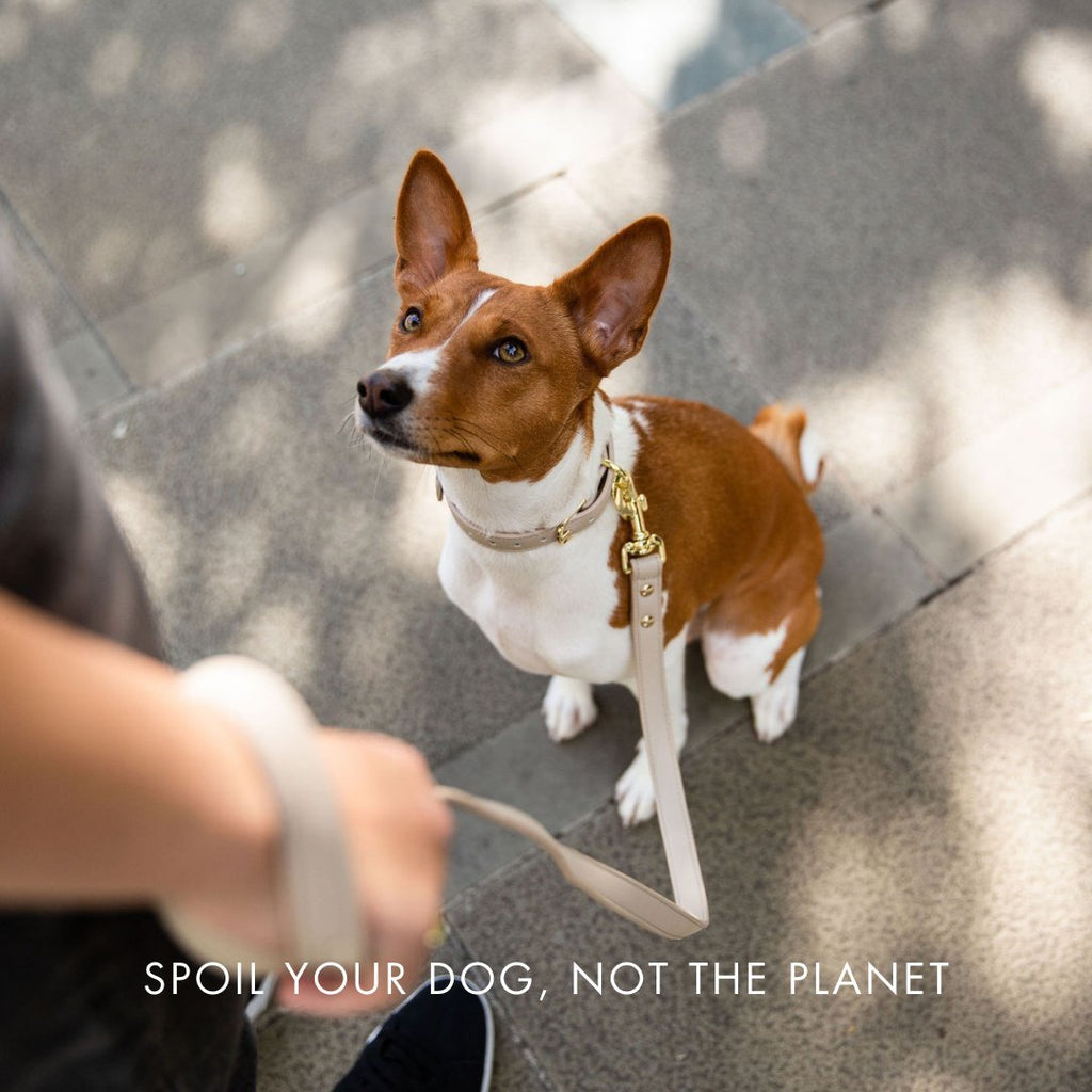 Stylish Dog Collars