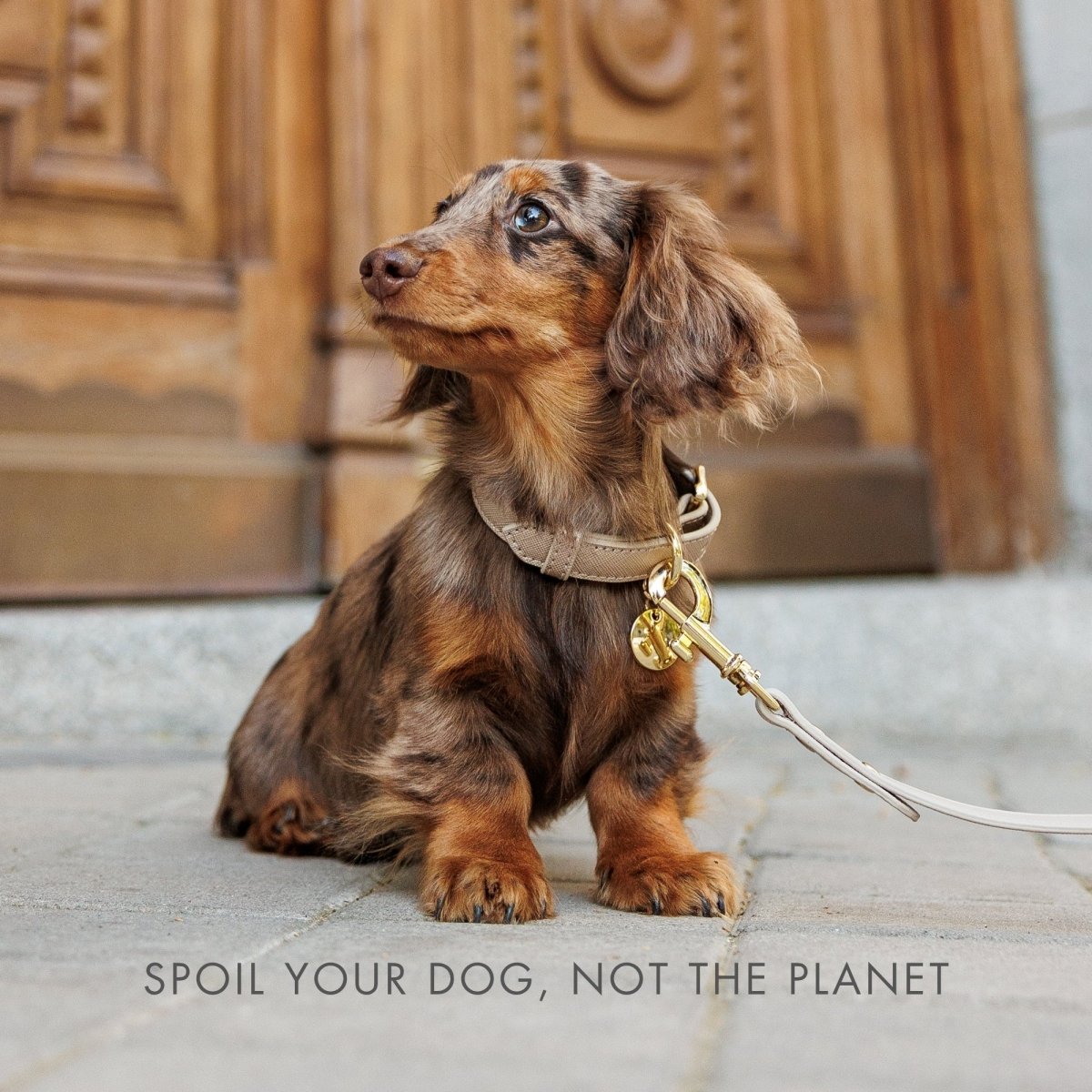 Stylish Dog Collars