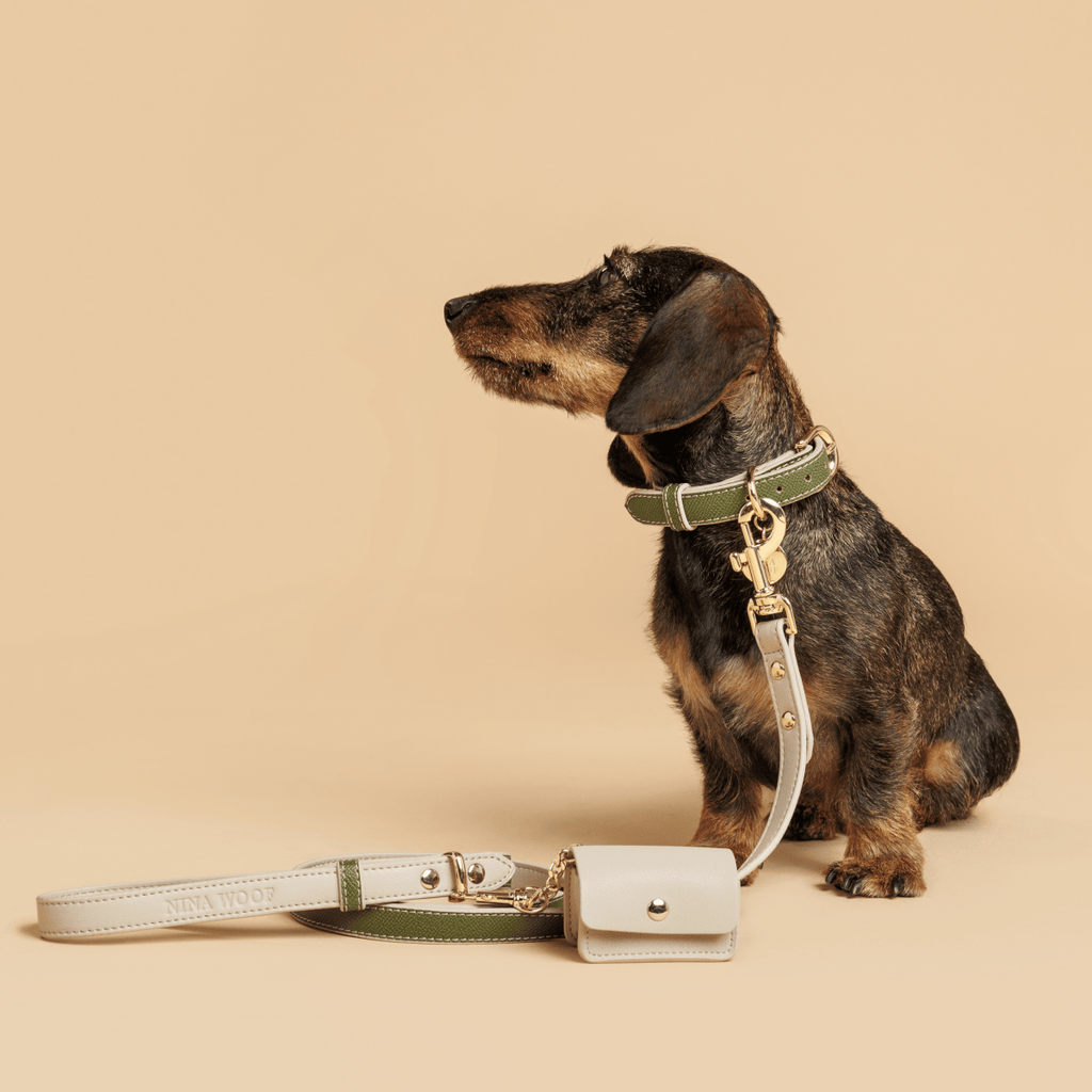 Stylish Dog Collars