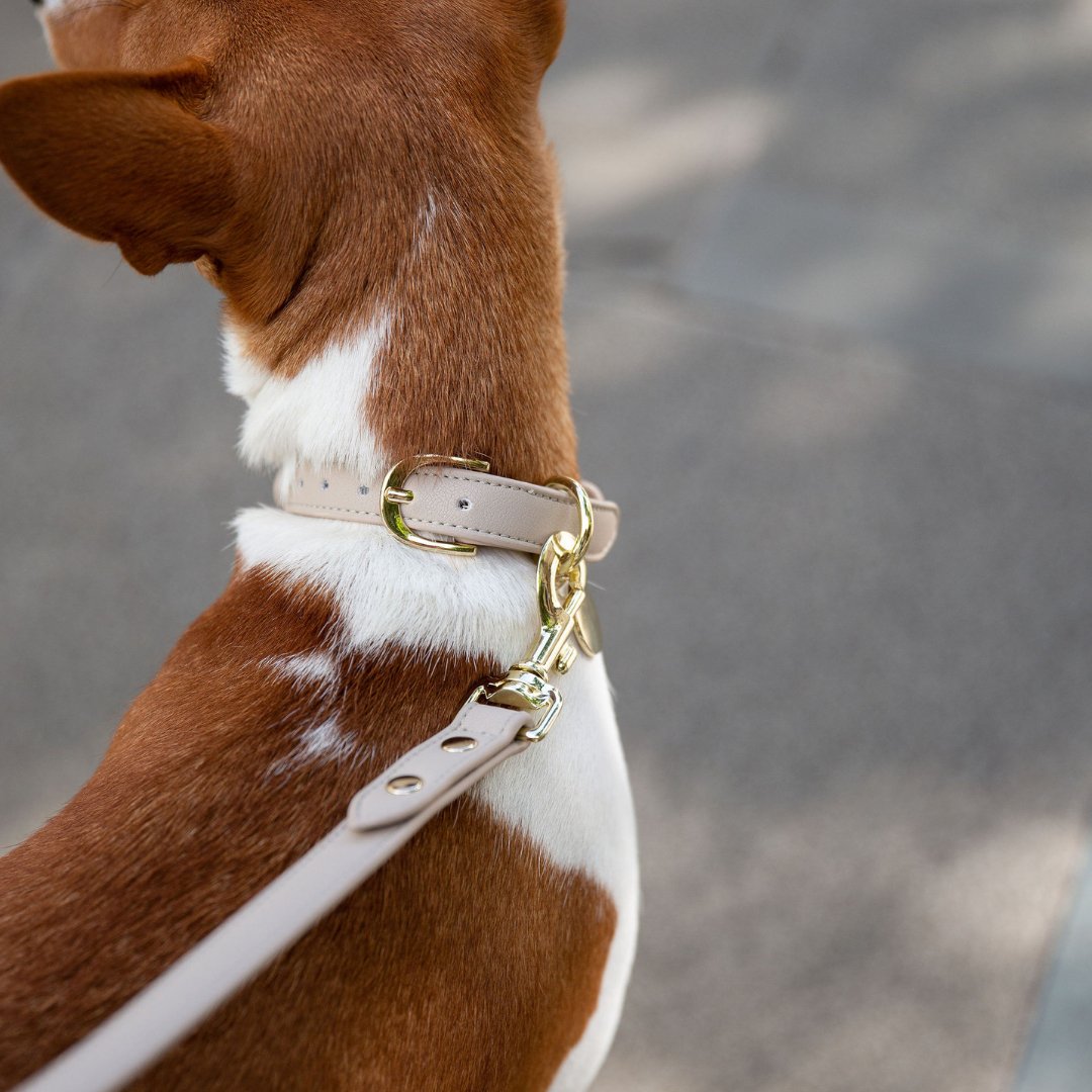 Stylish Dog Collars