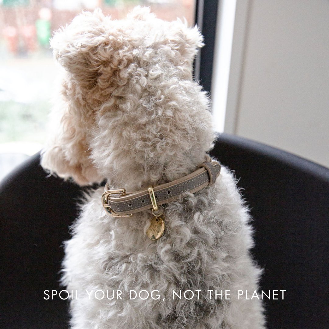 Stylish Dog Collars
