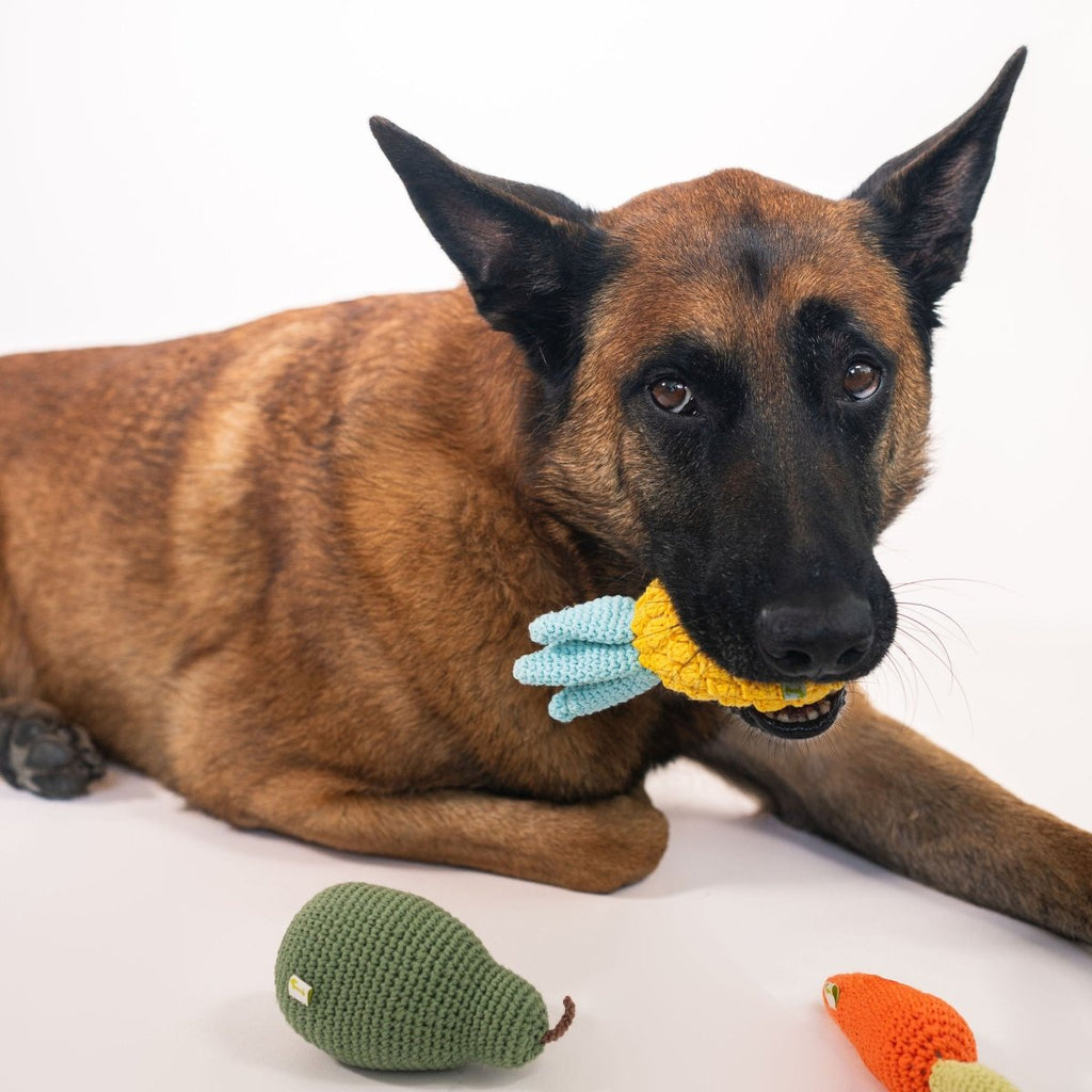 Organic Veggie Toys Bundle